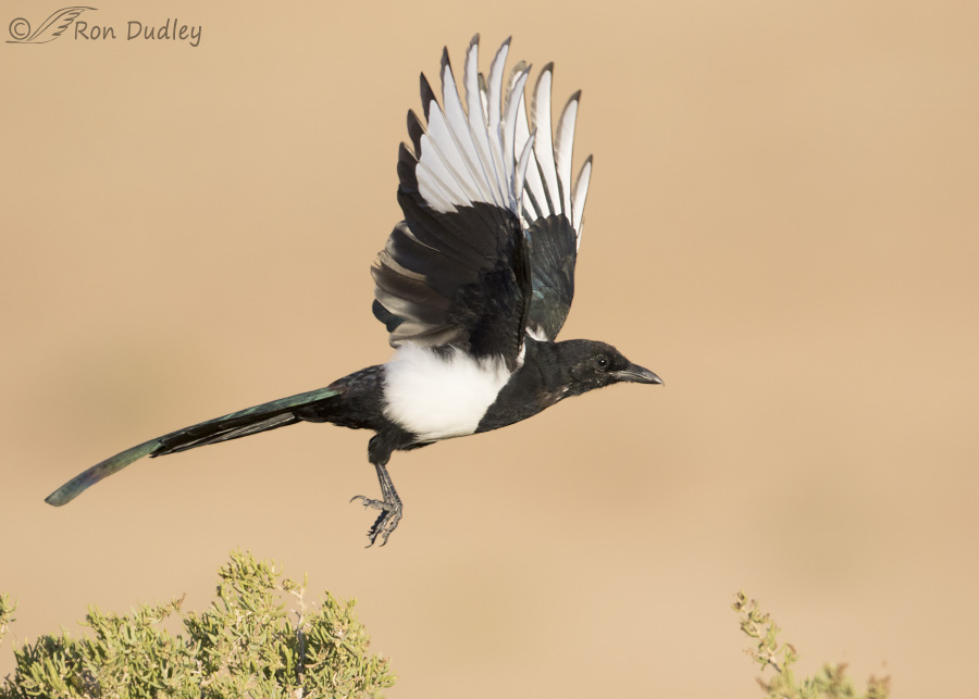 black-billed-magpie-4770b-ron-dudley