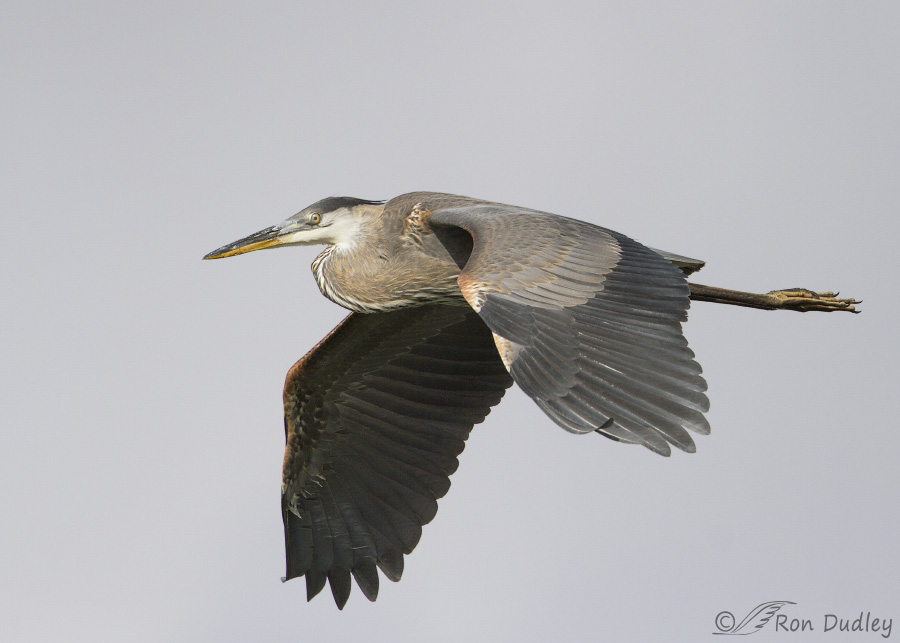 great-blue-heron-9531-ron-dudley
