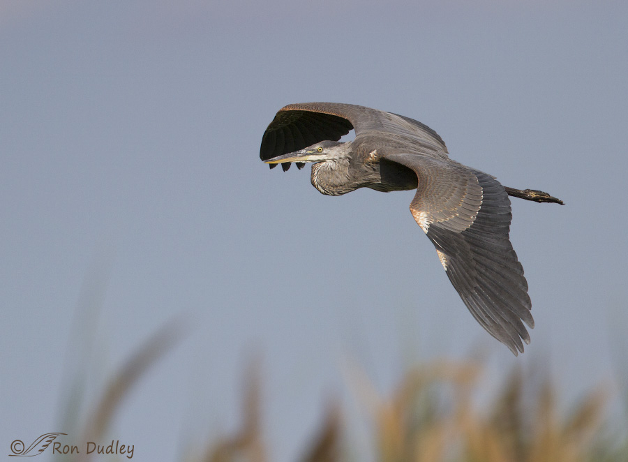 great-blue-heron-9612b-ron-dudley
