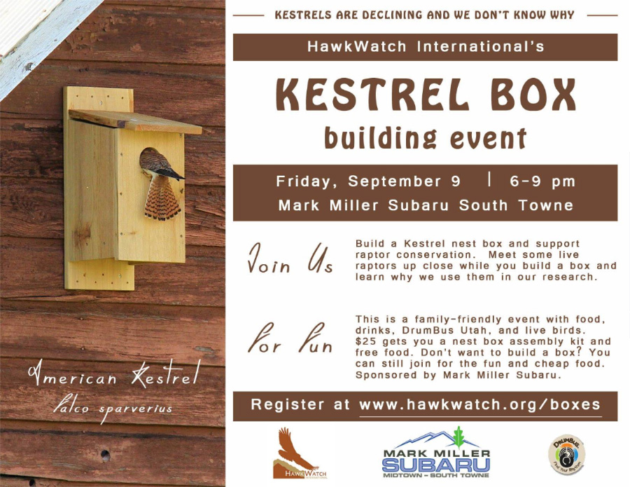 kestrel-box-building-event