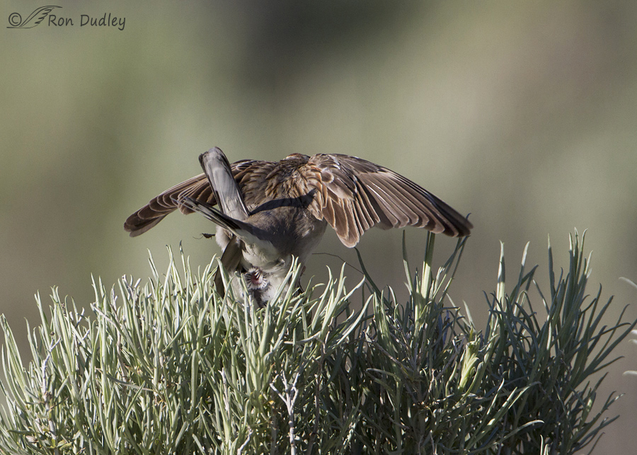 lark-sparrow-5002-ron-dudley