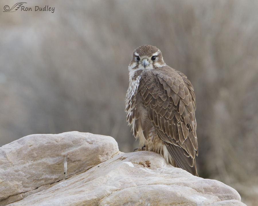 prairie-falcon-1377-ron-dudley