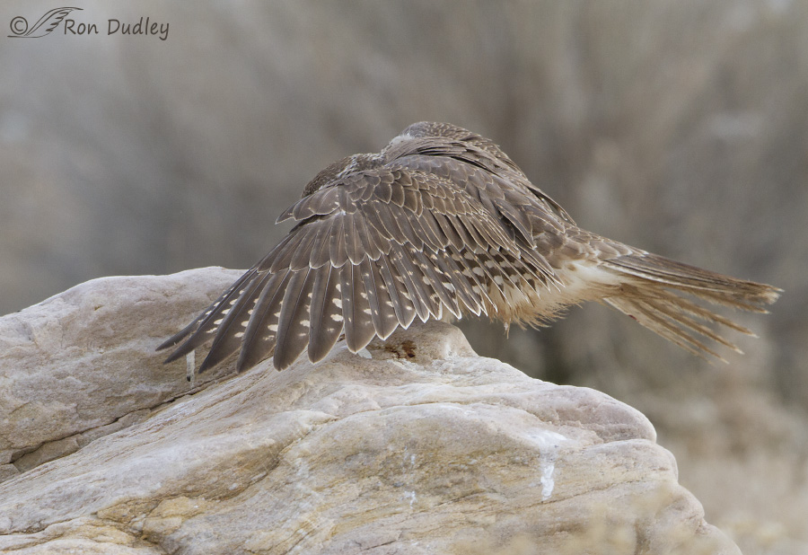prairie-falcon-1386-ron-dudley