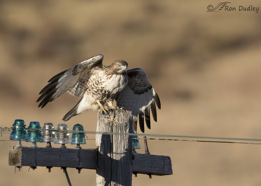 red-tailed-hawk-3504-ron-dudley