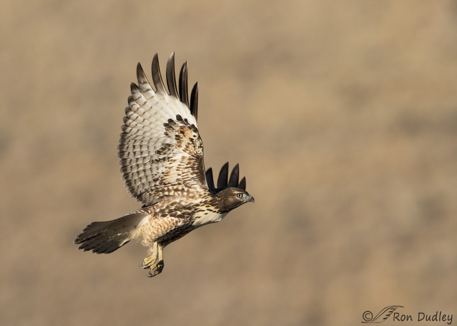 red-tailed-hawk-3533-ron-dudley