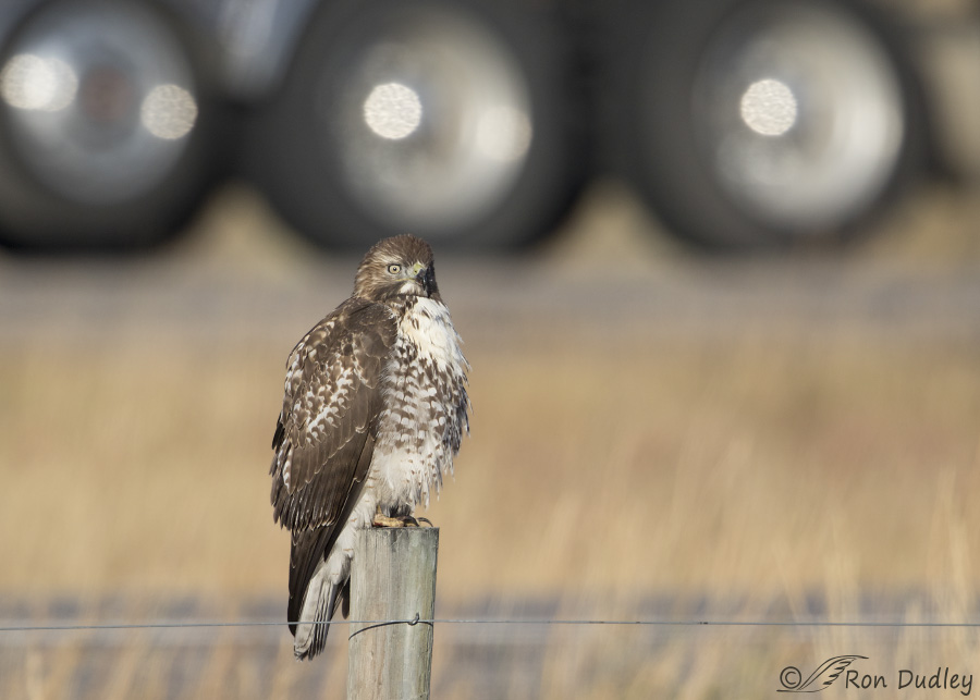 red-tailed-hawk-3793-ron-dudley