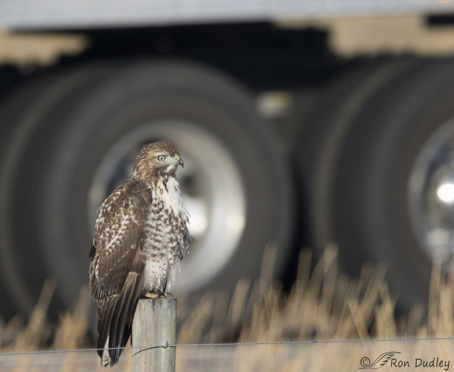 red-tailed-hawk-3812-ron-dudley