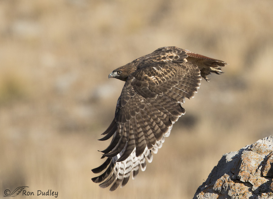 red-tailed-hawk-5846-ron-dudley