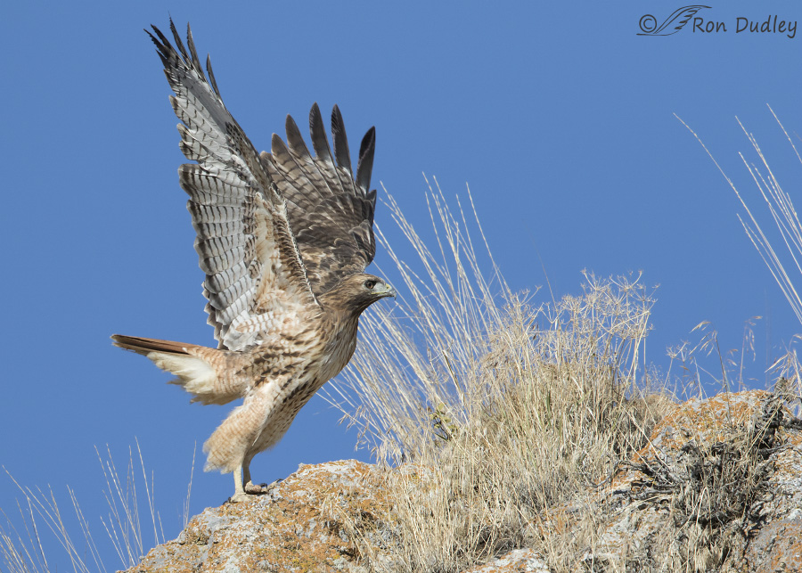 red-tailed-hawk-6113b-ron-dudley