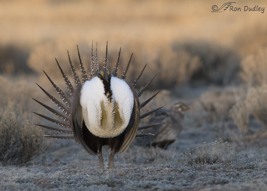 sage-grouse-3525-ron-dudley