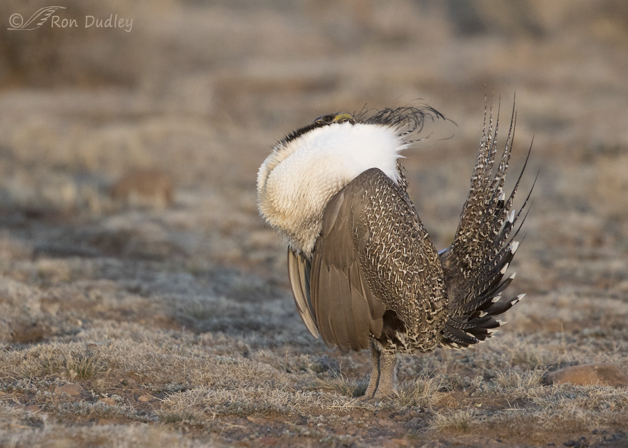 sage-grouse-3820-ron-dudley