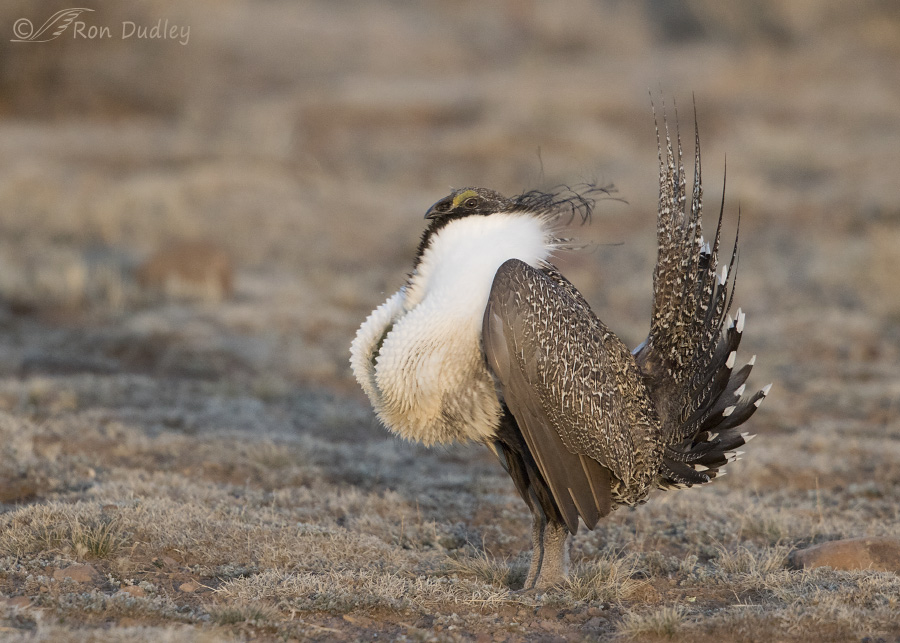 sage-grouse-3823-ron-dudley