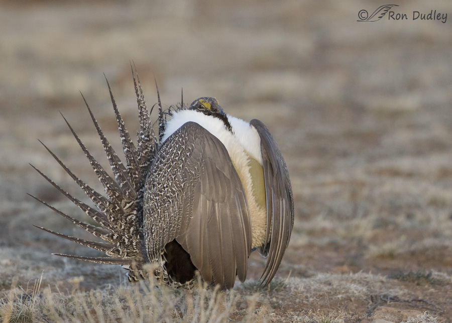 sage-grouse-3861-ron-dudley