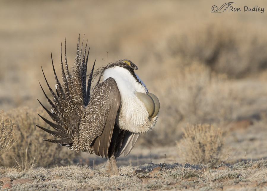 sage-grouse-4385-ron-dudley
