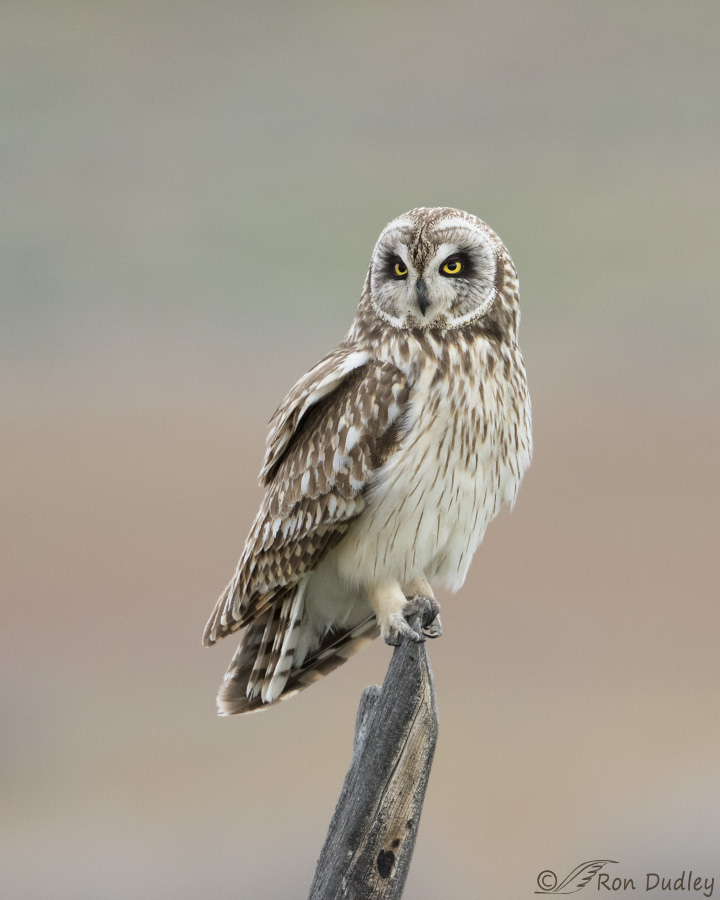 short-eared owl 3518b ron dudley