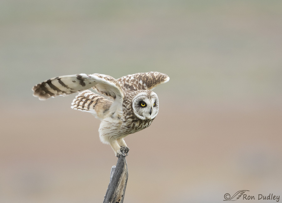 short-eared owl 3548 ron dudley