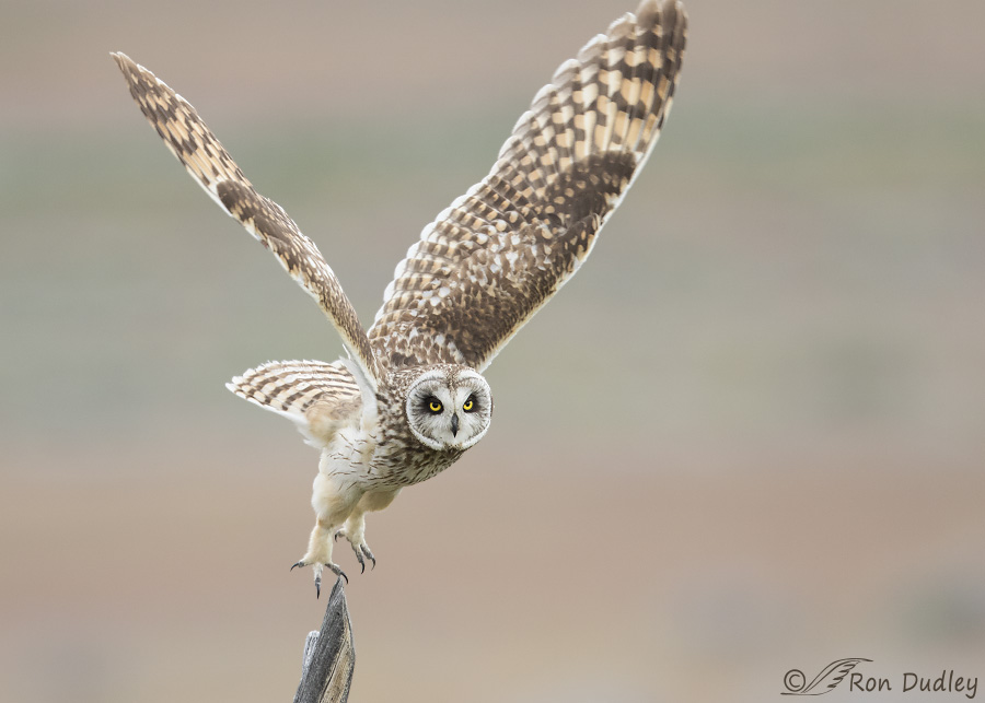 short-eared owl 3549 ron dudley