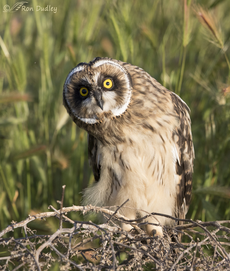short-eared-owl-5201-ron-dudley