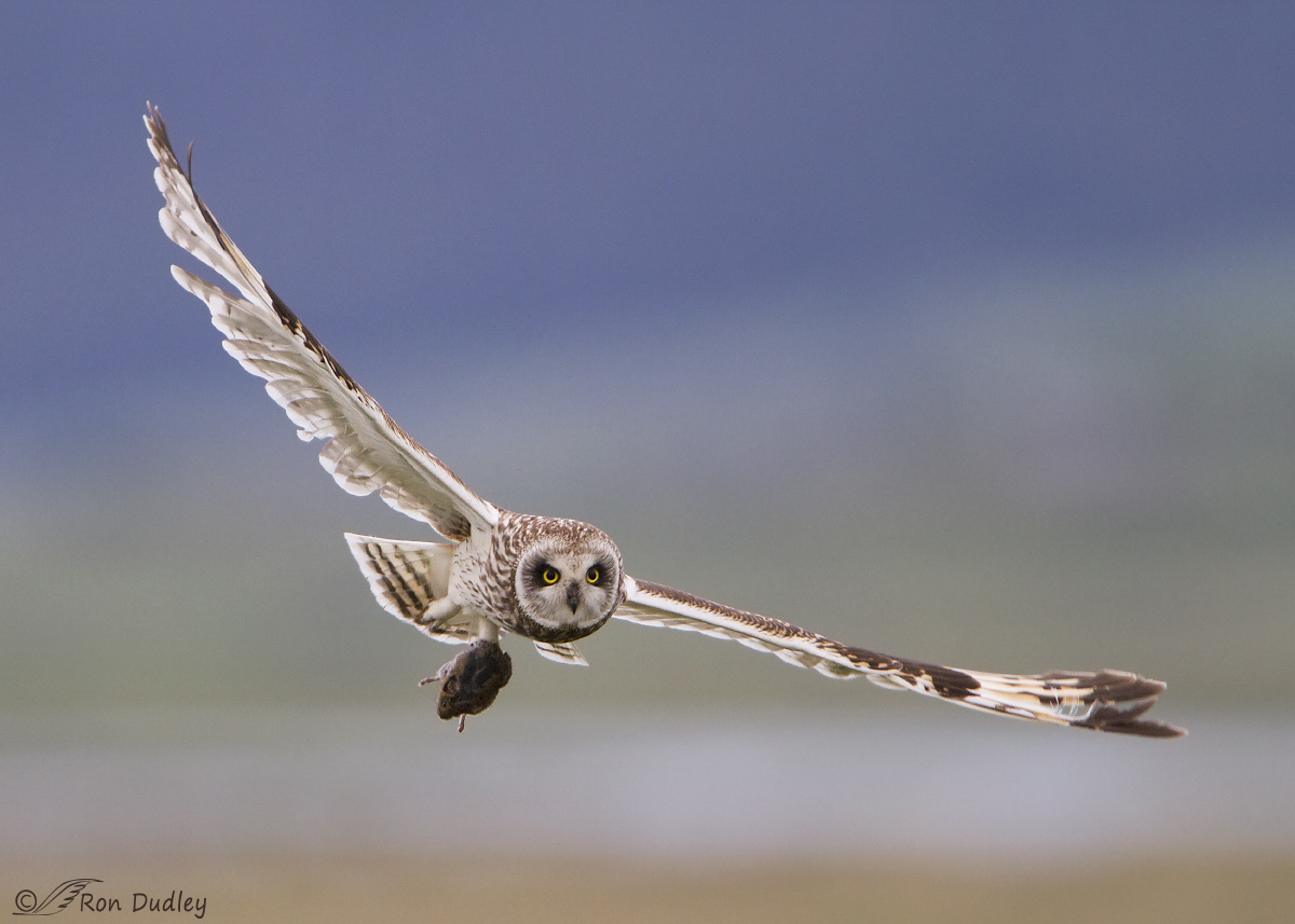short-eared-owl-7880b-1200px-ron-dudley