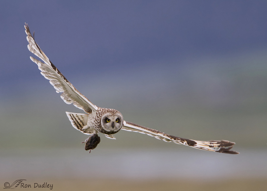 short-eared-owl-7880b-900px-ron-dudley