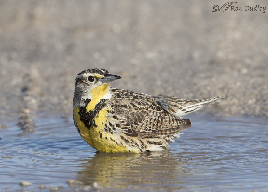 western-meadowlark-3413-ron-dudley