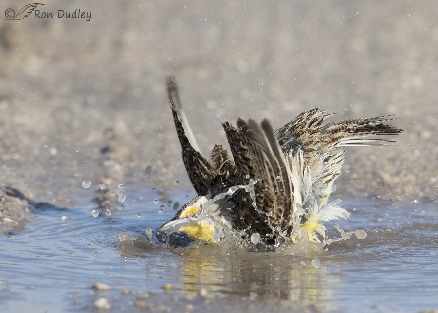 western-meadowlark-3415-ron-dudley