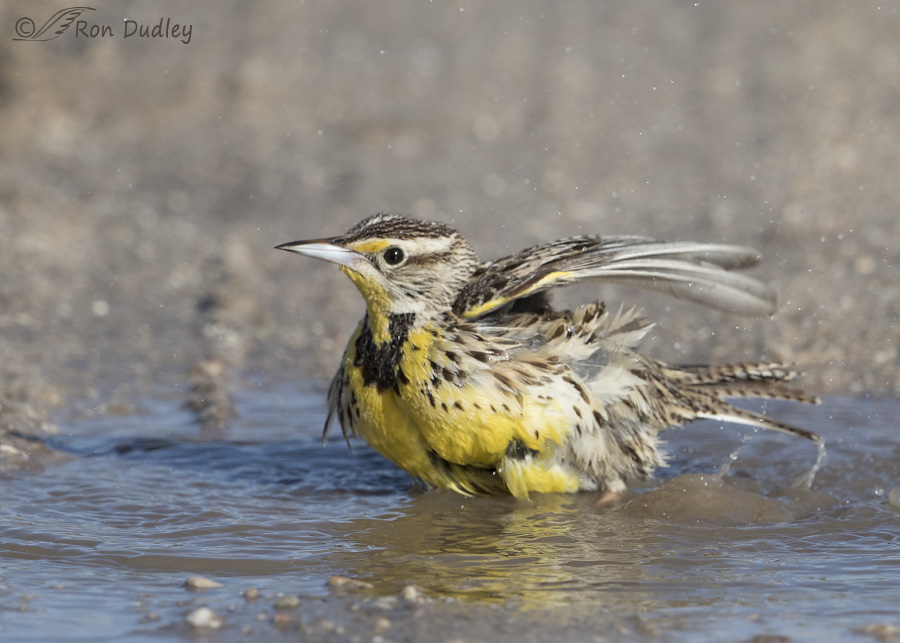 western-meadowlark-3421-ron-dudley
