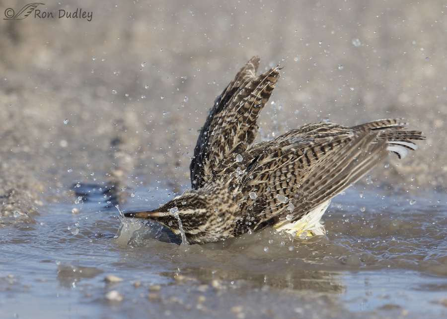 western-meadowlark-3450-ron-dudley