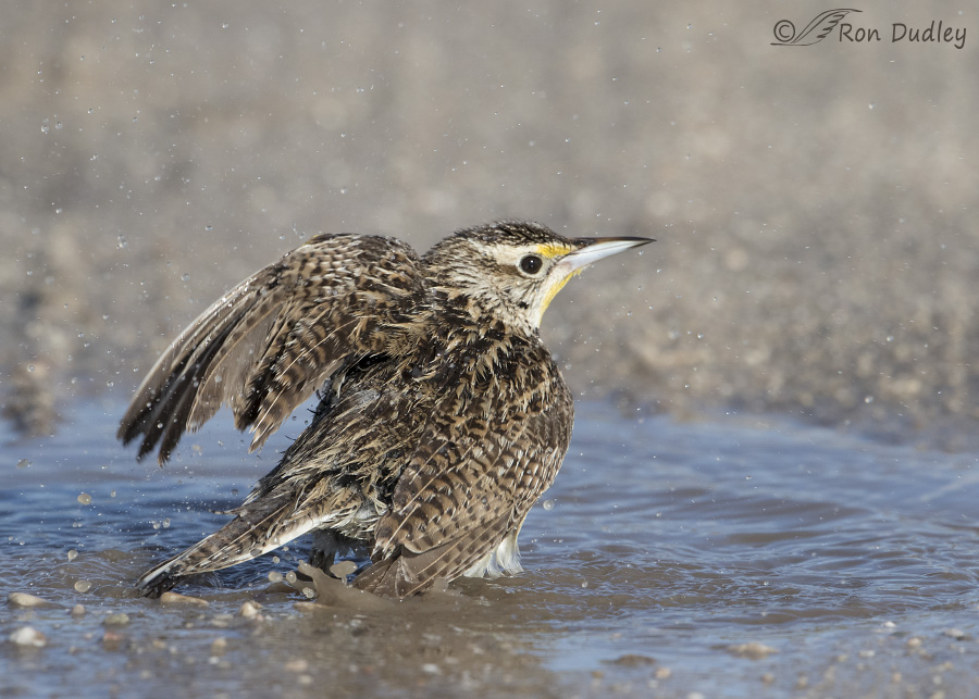western-meadowlark-3552-ron-dudley