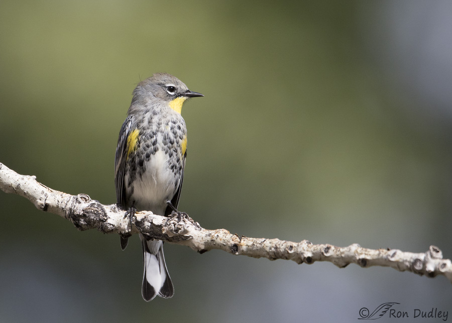 yellow-rumped-warbler-5009-ron-dudley