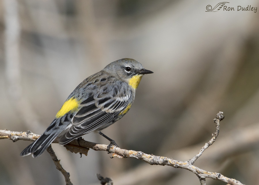 yellow-rumped-warbler-5336-ron-dudley