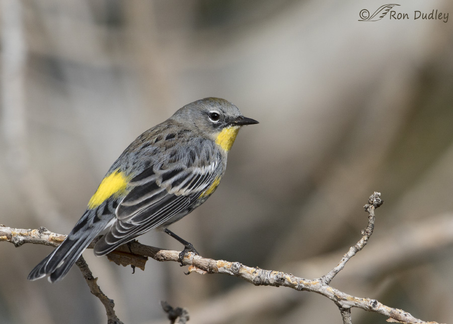 yellow-rumped-warbler-5337-ron-dudley