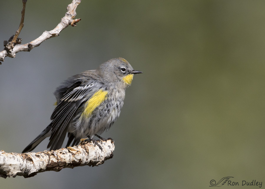 yellow-rumped-warbler-5401-ron-dudley