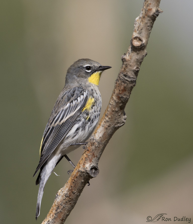 yellow-rumped-warbler-5444-ron-dudley