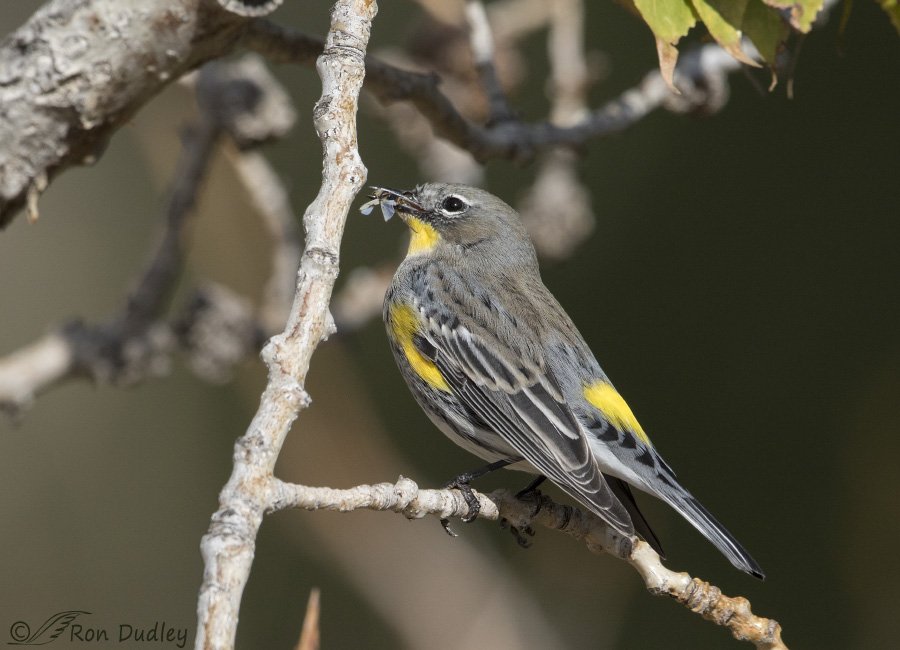 yellow-rumped-warbler-5510-ron-dudley