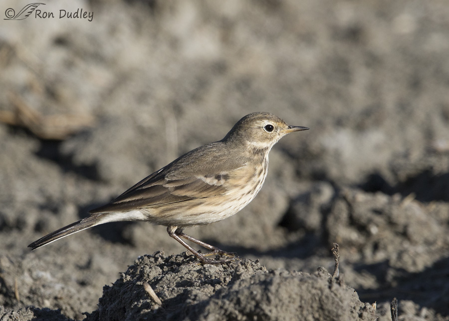 american-pipit-8756-ron-dudley