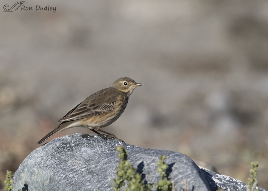 american-pipit-8864-ron-dudley