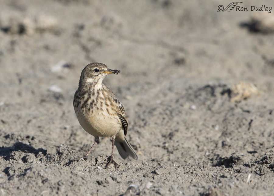 american-pipit-8906-ron-dudley