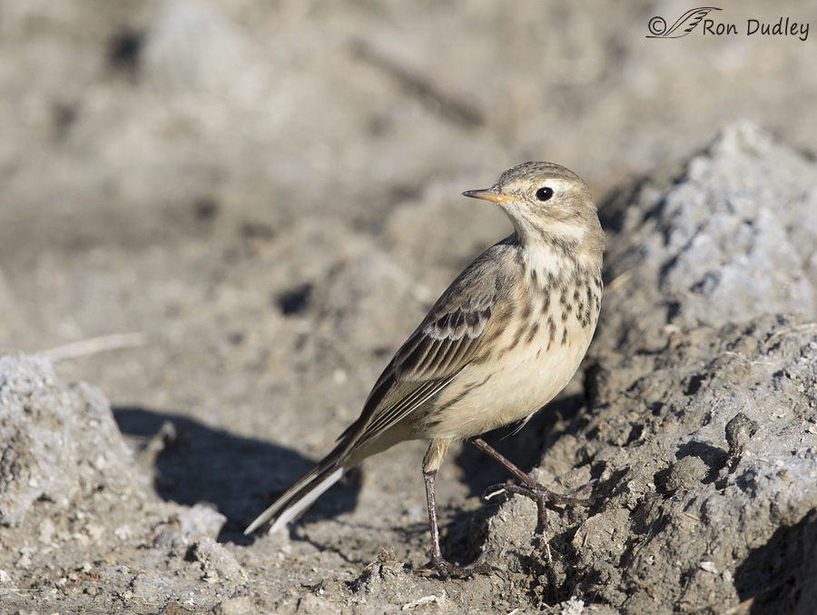american-pipit-8990-ron-dudley