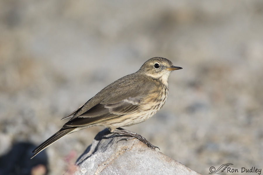 american-pipit-9030-ron-dudley