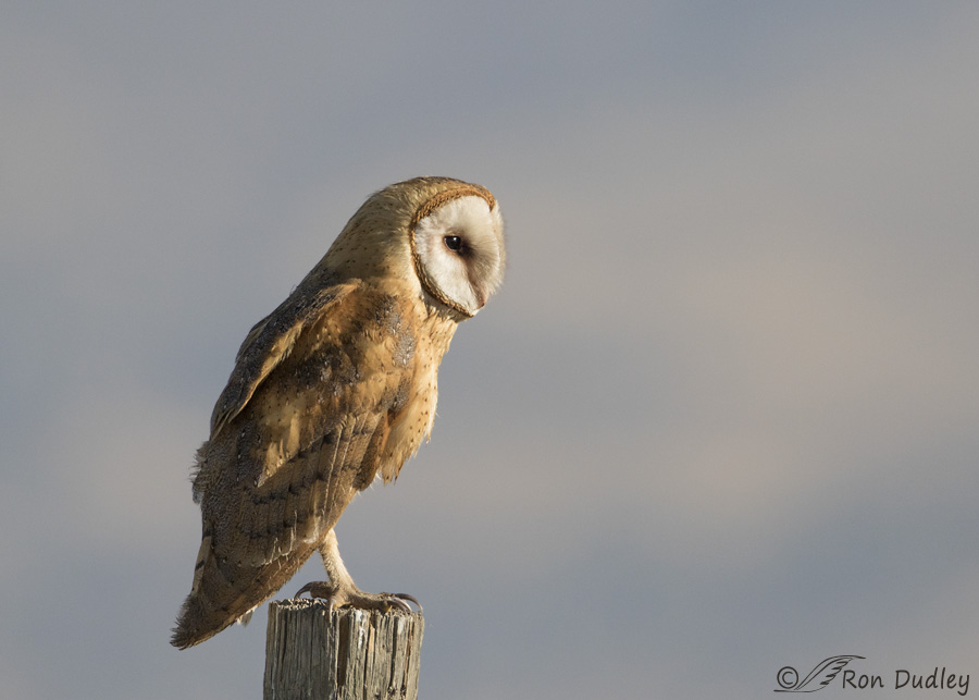barn-owl-9957-ron-dudley