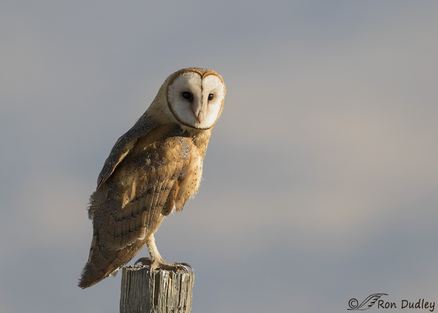 barn-owl-9979-ron-dudley