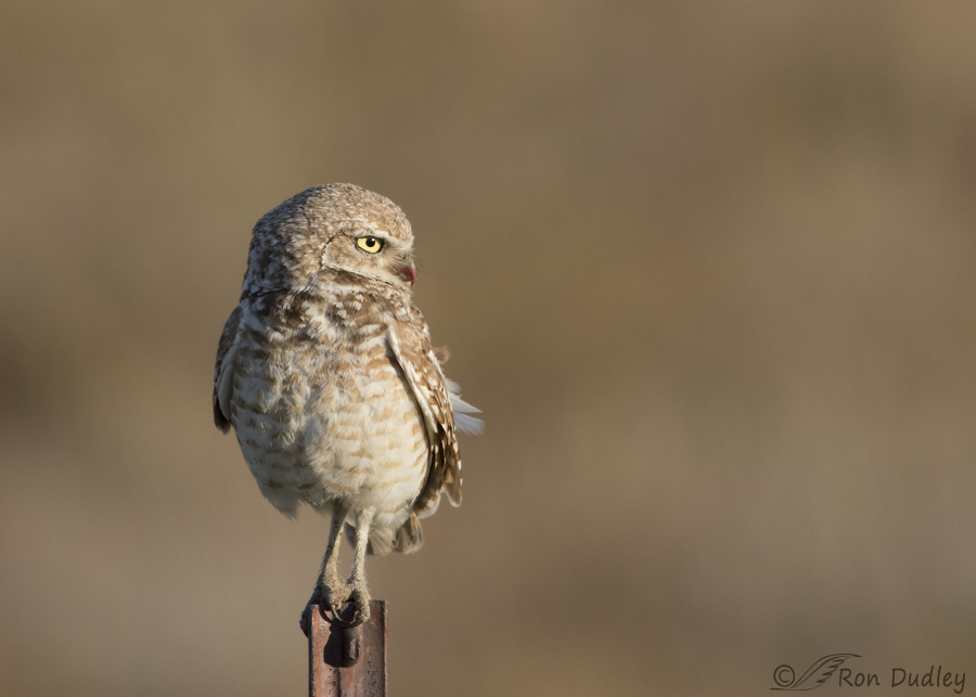 burrowing-owl-4209-ron-dudley