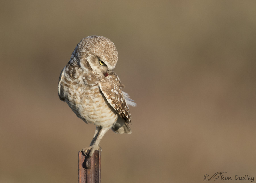 burrowing-owl-4235-ron-dudley