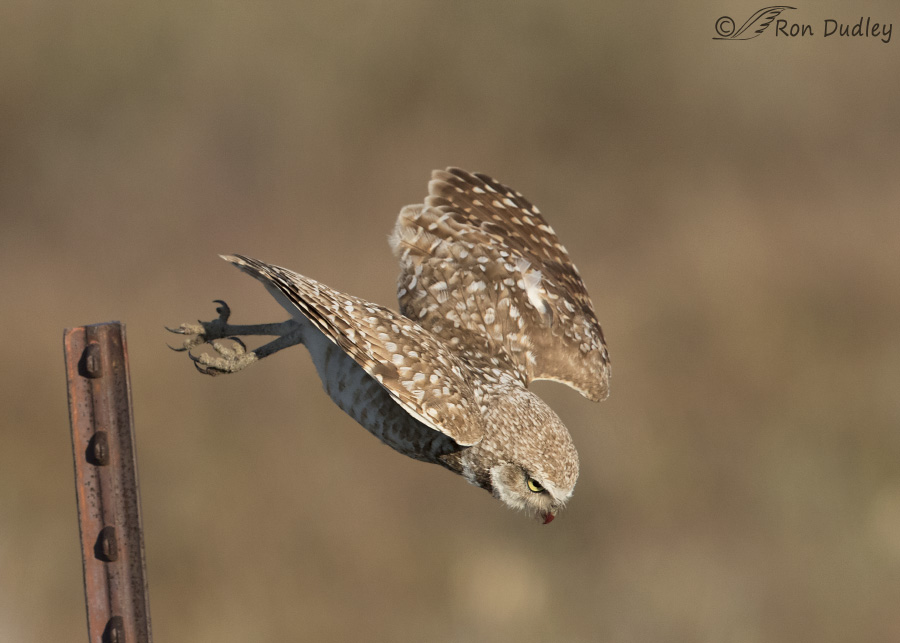 burrowing-owl-4297-ron-dudley