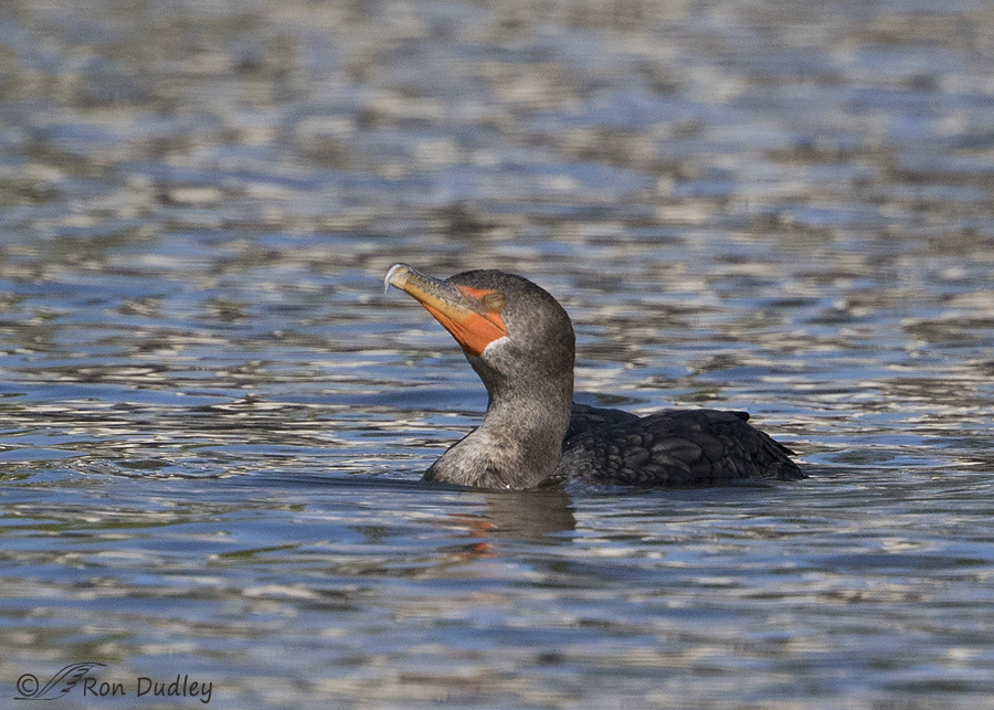 double-crested-cormorant-8329b-ron-dudley