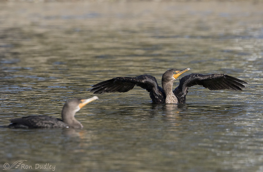 double-crested-cormorant-8338-ron-dudley
