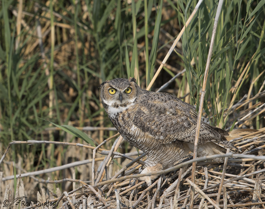 great-horned-owl-0453-ron-dudley