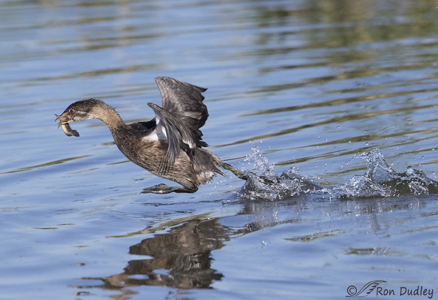 pied-billed-grebe-9898-ron-dudley