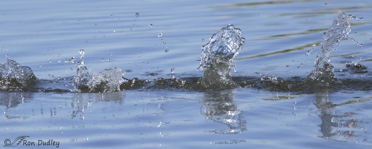 pied-billed-grebe-water-splashes-9901b-ron-dudley